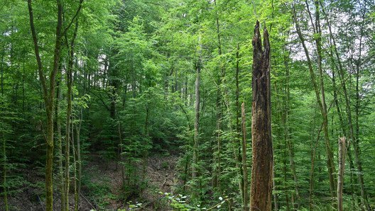 Baumstumpf im Wald Baumstumpf im Wald