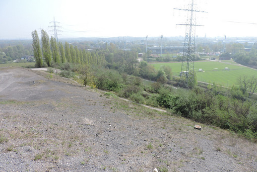 Startphase einer Industriewaldentwicklung auf einem Haldenstandort 