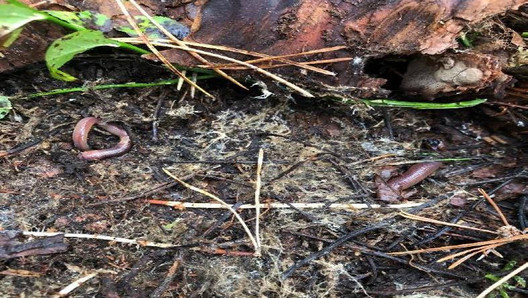 Regenwürmer unter Holz Regenwürmer schnell entdeckt unter Holzstück im Wald