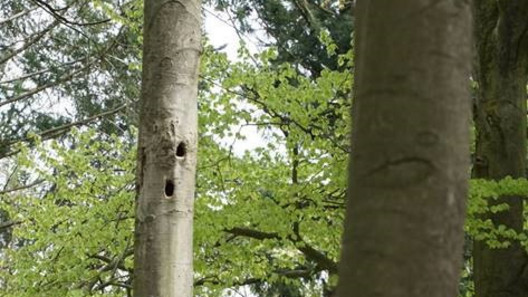 Baumhöhle