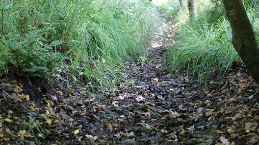 Viele Gräben und Bäche, wie hier an einem Wald im Landkreis Nienburg, fallen jetzt trocken