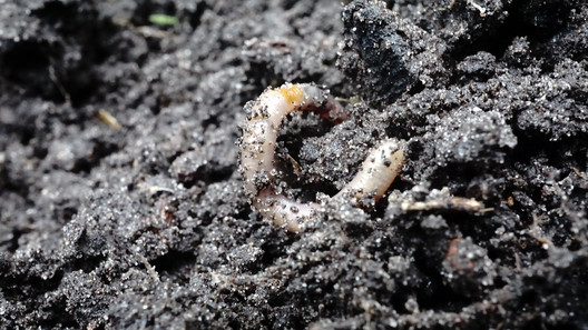 Erdboden mit Regenwurm Regenwurm