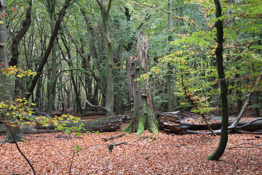 Totholz - eine Altbuche im Zerfallsprozeß, abgebrochene Krone, Reststumpf mit Zunderschwamm